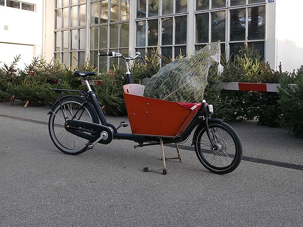 Im Lastenvelo soll der Baum "Spitz voran" geladen werden.